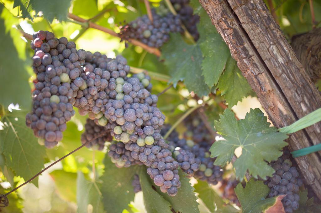 Vila Podere Il Poggiolo Rufina Exteriér fotografie